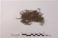 藏品(鞭蘚屬)的圖片